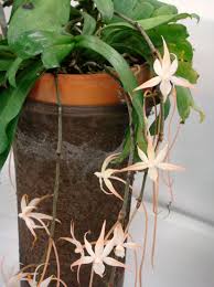 Image result for Aerangis ugandensis