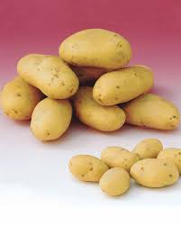 Il est important de connaître la variété de vos pommes de terre pour déterminer le moment de la récolte. Plants De Pomme De Terre Caesar Filet De 1 5 Kg Grand Potager
