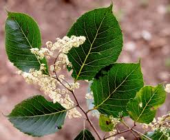 Image result for Homalium