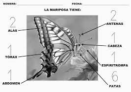 Trabajando Con Personitas Las Partes De La Mariposa Partes De La Misa Escuela En Casa Abeja Infantil