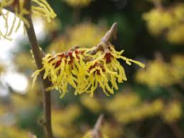 Golden oriole azalea (rhododendron 'golden oriole') is one of the cultivars of azalea that bears yellow flowers. Witch Hazel Guide Winter Flowering Shrubs New England Today