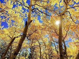 We did not find results for: Landscaping Lawn Care Blog American Arbor Care