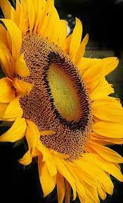Pin By Lynne Awtrey On My Dad Beautiful Flowers Sunflower Pictures Amazing Flowers