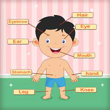 Find & download free graphic resources for body parts. Amazon Com Human Body Parts Learning For Kids Preschool Games Appstore For Android