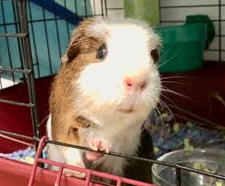 Located in lovely northern idaho, our pigs are part of our family, but are eager to become part of yours. She S A Bit Of A Mess But Louise The Guinea Pig Is The Best Send Us Your Pet Rescue Stories Cleveland Com