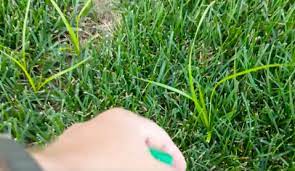 This video is all about nutsedge identification and how to get rid of it. Dominating Nutsedge Lawncarenut