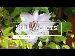 Regular watering is desirable, especially during seasonal dry periods. 30 Seconds With Still Waters Clematis Youtube