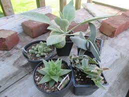 Image result for Cyanotis longifolia