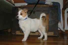 Our puppies are not whelped and raised in a kennel environment. Vail Valley Family Breeds Rare Pups Vaildaily Com