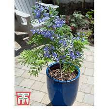 Often seen on exotic holidays in tropical or subtropical areas of the 'bonsai blue' is heat and drought tolerant once established. Jacaranda Bonsai Blue Thompson Morgan