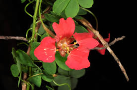 Image result for Tropaeolaceae