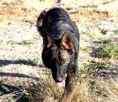 Http Www Elitek 9 Com Personal Protection Dog Rottweiler Puppies Rottweiler