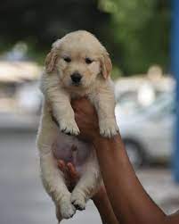 Find local golden retriever puppies for sale and dogs for adoption near you. Golden Retriever Puppies Puppy For Sale In Delhi Golden Retriever Baby Golden Retriever Golden Retriever Puppy