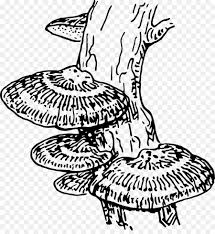 It has a few common names being in ancient china, white fungus is very healthful for middle and old aged people, especially for people. Black And White Flower Png Download 2235 2400 Free Transparent Fungus Png Download Cleanpng Kisspng