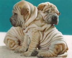 Dos Perritos Arrugados Cute Dogs Cute Puppies Shar Pei Dog