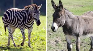 Maybe you would like to learn more about one of these? Zonkey Born In Somerset Without Owner Knowing Her Zebra Was Pregnant