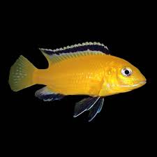 Image result for Chionodes electellus