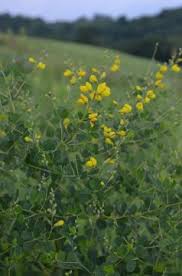 Image result for Chamaecrista comosa