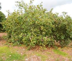 Mexican guava is up to two varieties (white and cream mexican guava). Guava Trees Lovetoknow
