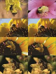 Maybe you would like to learn more about one of these? A Review And Updated Classification Of Pollen Gathering Behavior In Bees Hymenoptera Apoidea