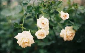 Lutea, dai fiori gialli, anch'essa senza spine, ma leggermente più sensibile al freddo intenso. Rose Rampicanti Rifiorenti Senza Spine Quali Scegliere