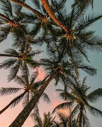 You can also upload and share your favorite aesthetic palm trees wallpapers. Aesthetic Palmtree Summer Beach Photography Wallpaper Summer Wallpaper Backgrounds Phone Wallpapers