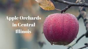 Restauracje w pobliżu lokalizacji apple barn (chatham) w serwisie tripadvisor: Fallin For You Apple Orchards In Central Illinois Go Pantagraph Com