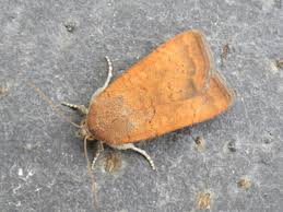 Image result for Noctua interjecta