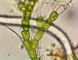 Image result for Alloeochaete