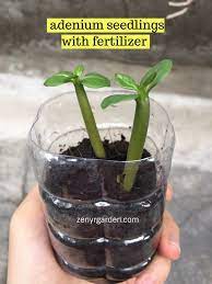 Pin On Gardening Tips