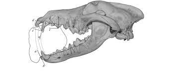 The Vectors Of Forces That Act On A Wolf S Teeth A The Vector Of Download Scientific Diagram