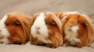 Guinea pigs have lots of love and fun to share