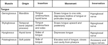 11 4 Identify The Skeletal Muscles And Give Their Origins