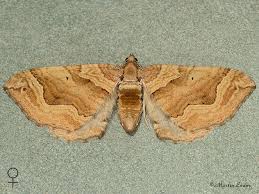 Image result for Pelurga comitata