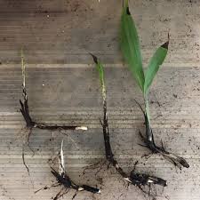 Image result for Molineria