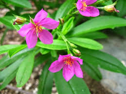 Image result for Talinum portulacifolium