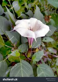 Image result for Datura metel