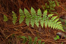 Image result for Athyrium schimperi