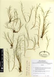 Image result for Isolepis fluitans
