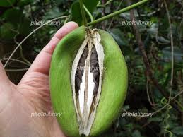 フォトライブラリー