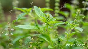 Image result for Ocimum americanum