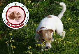 Pin De Jarsse Em Jarsse Jack Russell Experience