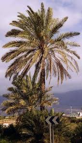 We did not find results for: True Date Palm Tree Pictures Palm Tree Pictures Palm Trees Palm