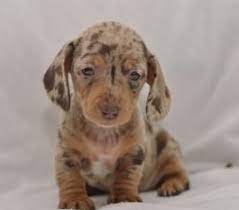 Maybe you would like to learn more about one of these? Dachshund Puppies For Sale Happy Valentines Day Happyvalentinesday2016i