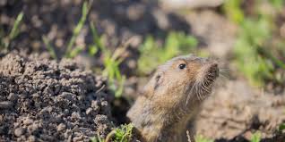 Simply put, gophers are determined diggers. How To Get Rid Of Gophers Permanently