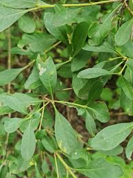 Image result for Pavetta gardeniifolia