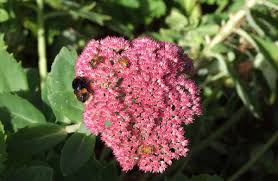 Maybe you would like to learn more about one of these? All Gardens Have Place In Caring For Bees Otago Daily Times Online News