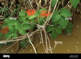 Image result for Vitaceae