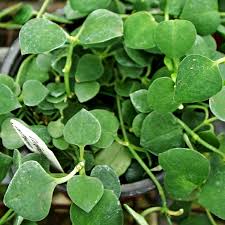 Image result for Ceropegia crassifolia