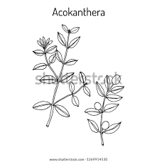 Image result for Acokanthera schimperi